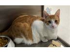 Adopt Ben a Orange or Red (Mostly) Domestic Shorthair / Mixed (short coat) cat