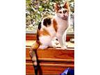 Adopt Autumn a Calico or Dilute Calico Domestic Shorthair / Mixed (short coat)