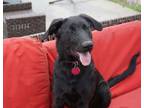 Adopt KiKi a Plott Hound, Labrador Retriever