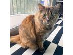 Adopt Rosie a Tortoiseshell Domestic Mediumhair / Mixed (medium coat) cat in