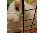 Adopt Amber a Guinea Pig small animal in Aurora, IL (37863423)
