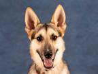 Adopt Thor - Adopt Me! a Husky / German Shepherd Dog / Mixed dog in Lake Forest