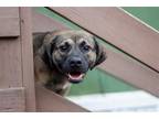 Adopt Nesta a Shepherd (Unknown Type) / Mixed dog in Morgantown, WV (35687263)
