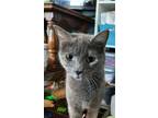 Adopt Breeze a Gray or Blue Domestic Shorthair / Mixed cat in Morgantown