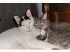 Adopt Thor a Black & White or Tuxedo Domestic Shorthair / Mixed (short coat) cat