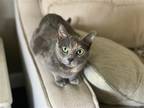 Adopt Kiwi a Domestic Shorthair / Mixed (short coat) cat in Fenton