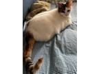Adopt Brooklyn a Calico or Dilute Calico Domestic Shorthair / Mixed (short coat)