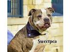 Adopt SweetPea a Pit Bull Terrier, Mixed Breed