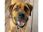 Adopt DAX a Red/Golden/Orange/Chestnut Bullmastiff / Mixed dog in Morgantown