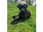 Adopt Erin Go Bragh a Labrador Retriever / Boxer / Mixed dog in Cleveland