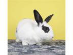 Adopt Elsie a Multi English Spot / Mixed (medium coat) rabbit in Great Neck