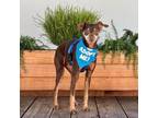 Adopt Ernesto a Miniature Pinscher / Mixed dog in Pacific Grove, CA (35671692)