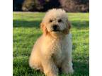 Goldendoodle Puppy for sale in Winton, CA, USA