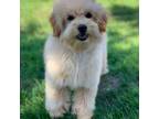 Goldendoodle Puppy for sale in Winton, CA, USA