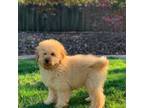 Goldendoodle Puppy for sale in Winton, CA, USA