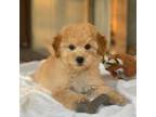 Goldendoodle Puppy for sale in Winton, CA, USA