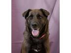 Adopt Holly a Shepherd (Unknown Type) / Shar Pei / Mixed dog in Versailles