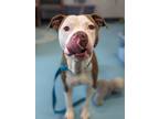 Adopt Pablo Paw-Casso a Pit Bull Terrier / Mixed dog in Portsmouth