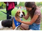 Adopt Cricket a Tricolor (Tan/Brown & Black & White) Foxhound / Mixed dog in