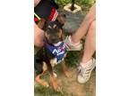 Adopt Janil a Shepherd (Unknown Type) / Mixed dog in Brookeville, MD (38009573)