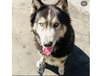 Adopt Oso a Black - with White Husky / Mixed dog in Dana Point, CA (37827926)