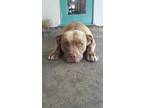 Adopt Mason a Tan/Yellow/Fawn Pit Bull Terrier / Mixed dog in Dana Point