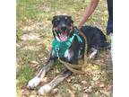 Adopt Billy Ray a Black Labrador Retriever / Mixed dog in Austin, TX (37597688)