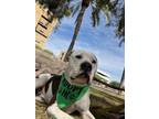 Adopt Moo a White - with Black American Pit Bull Terrier / Mixed dog in Phoenix