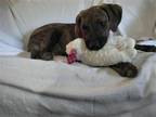 Adopt Cookie a Brindle Labrador Retriever / Mixed dog in Spring, TX (37997086)