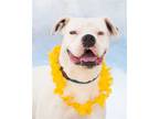 Adopt Marshmallow a White Boxer / Mixed dog in Phoenix, AZ (37849677)