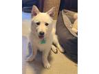 Adopt Aiden -Handsome Jindo Mix a White Jindo / Mixed dog in Seattle