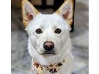 Adopt Aiden -Handsome Jindo Mix a White Jindo / Mixed dog in Seattle