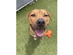 Adopt Screech a Brown/Chocolate American Pit Bull Terrier / Mixed dog in