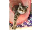 Adopt Miracle a Domestic Shorthair / Mixed (short coat) cat in Columbus