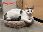 Adopt Bayonet a Domestic Shorthair / Mixed cat in Camden, SC (37953077)