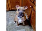 Adopt Miller Needs A Foster Home!! a Tan/Yellow/Fawn - with White Pit Bull