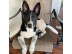 Adopt Gus a Black Australian Shepherd / Akita / Mixed dog in Helotes