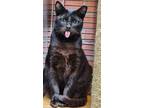 Adopt Coco Boy a All Black Domestic Shorthair / Mixed (short coat) cat in