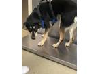 Adopt Indie a Rottweiler, Mixed Breed