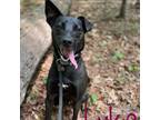 Adopt Luke a Shepherd (Unknown Type) / Mixed dog in Rocky Mount, VA (38005163)