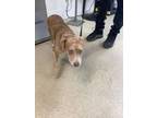 Adopt Cinnamon a Catahoula Leopard Dog, Mixed Breed