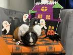 Adopt Bear a Guinea Pig small animal in Oakland, NJ (37872127)