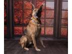 Adopt Zazzle a Tan/Yellow/Fawn German Shepherd Dog / Mixed dog in Elk Grove