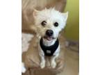 Adopt Missy Elliott a Westie, West Highland White Terrier / Mixed Breed (Small)