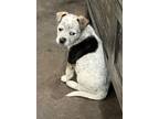 Adopt Hazelnut a Australian Cattle Dog / Blue Heeler