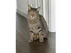 Adopt Hamilton a Gray, Blue or Silver Tabby Domestic Shorthair / Mixed (short