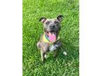 Adopt Winnie a Brindle Terrier (Unknown Type, Medium) / Mixed dog in