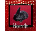 Adopt Henrik Louisville a Other/Unknown / Mixed (short coat) rabbit in