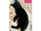 Adopt Jackson a All Black Domestic Shorthair / Mixed (short coat) cat in