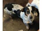 Adopt Lucy a Tricolor (Tan/Brown & Black & White) Basset Hound / Beagle / Mixed